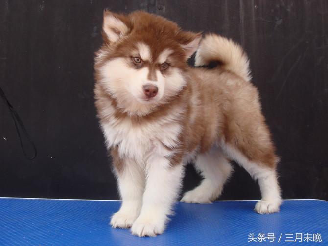 生活中二十种常见狗狗的价格，哪个最名不符实