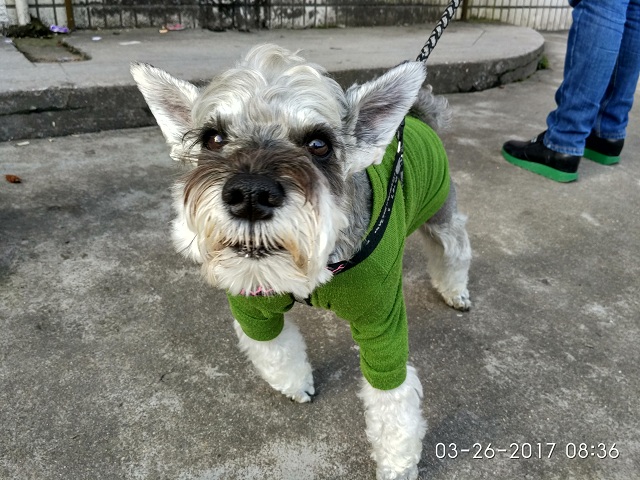 家有雪纳瑞：小灰灰被痛打一顿含冤死去，真相揭开我心酸泪流