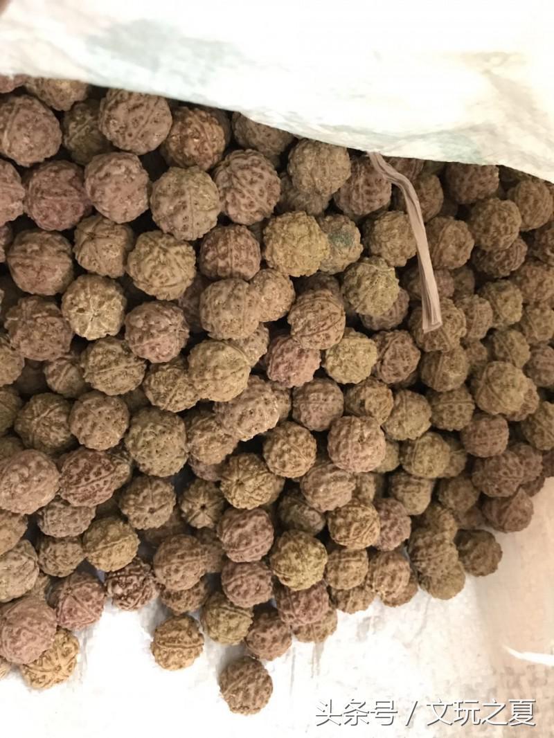 金刚菩提黑色果胶干刷能刷掉吗,金刚菩提干刷多久可以挂瓷