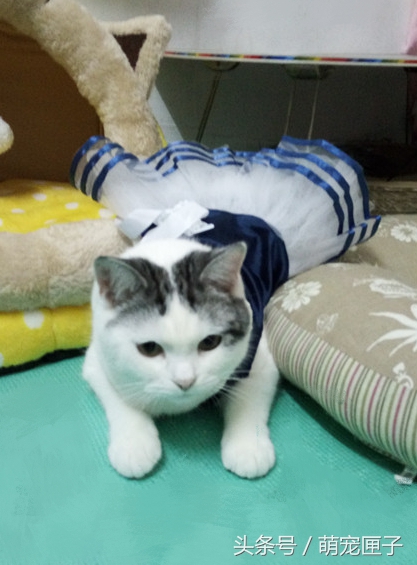 猫咪日常干架视频,猫咪日常萌炸时刻