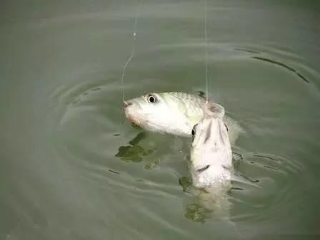 四海大讲堂钓鱼地点,四海钓鱼视频发现绝活