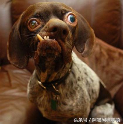 世界最丑的狗品种排名,长得最丑的狗叫什么