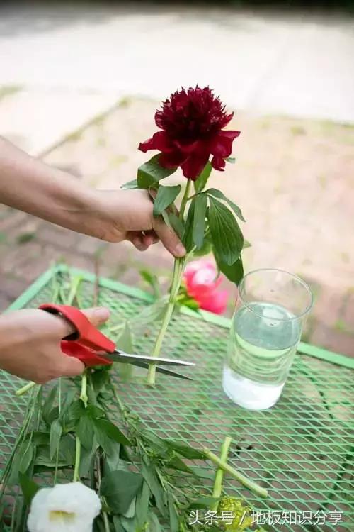 怎样插鲜花可以保鲜的时间久一点,插好的鲜花可以保持几天