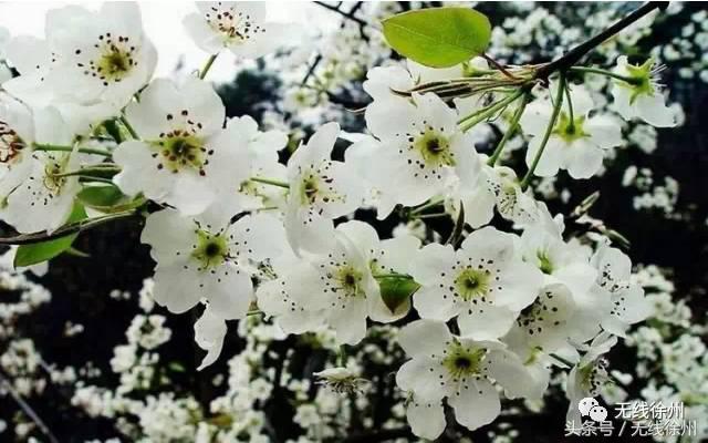 徐州桃花美景,徐州春天又见美好游玩