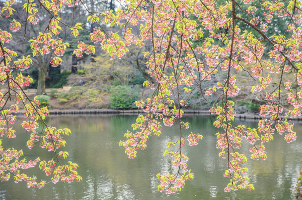 樱花烂漫几多时完整版,日本樱花节赏樱攻略视频大全