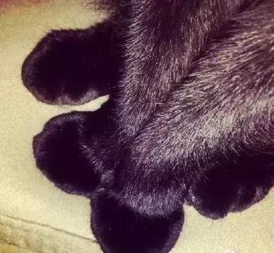 这么可爱的白手套，我能抱着摸一年！