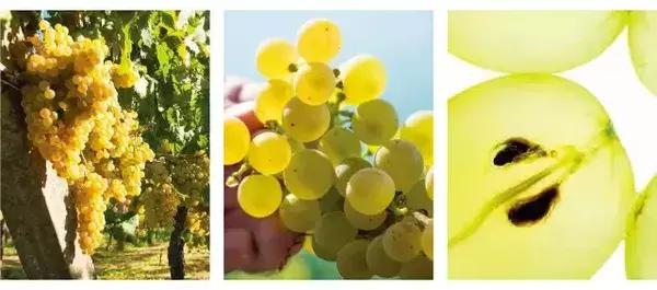 妍丽国内一线护肤品供应商,妍丽卖的最好的护肤品