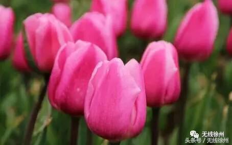 徐州桃花美景,徐州春天又见美好游玩