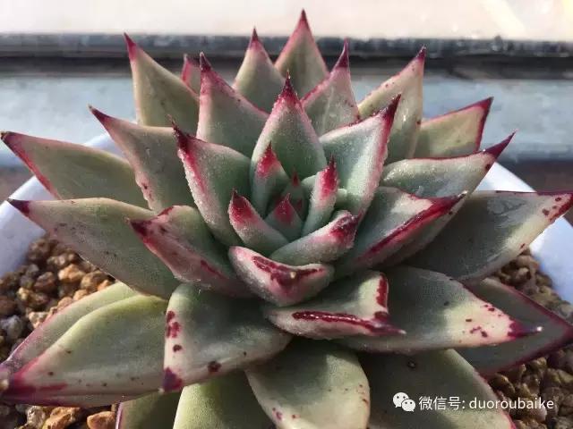 多肉为什么比较坑,多肉基础知识详解