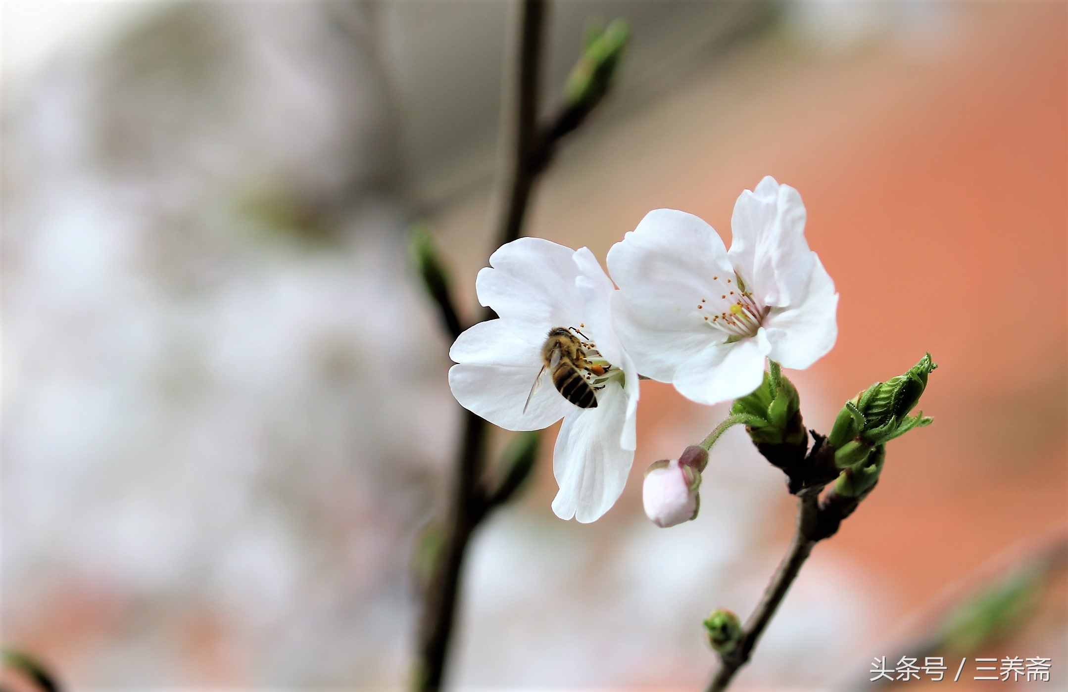 鏄嗗北涓鏍″洯椋庢櫙,鏄嗗北涓鏍″洯鏅壊
