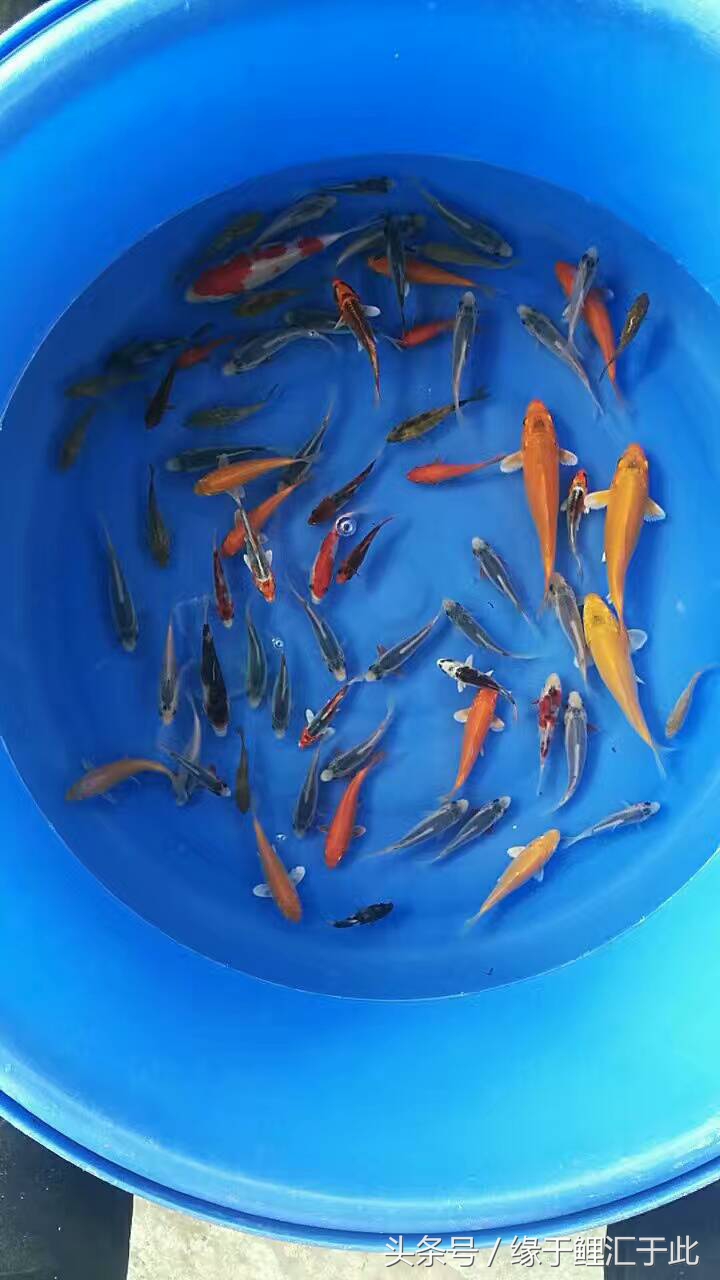 锦鲤外伤用什么药最好,锦鲤有外伤伤口发白