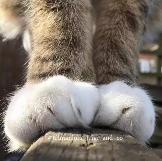 这么可爱的白手套，我能抱着摸一年！