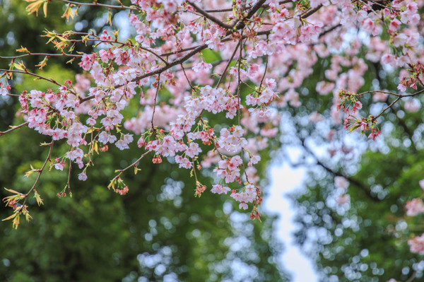 樱花烂漫几多时完整版,日本樱花节赏樱攻略视频大全