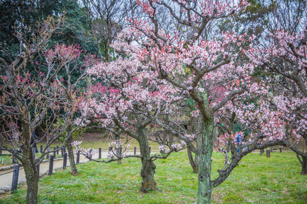 樱花烂漫几多时完整版,日本樱花节赏樱攻略视频大全