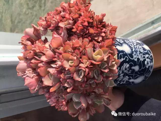 多肉为什么比较坑,多肉基础知识详解