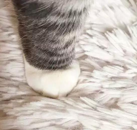 这么可爱的白手套，我能抱着摸一年！