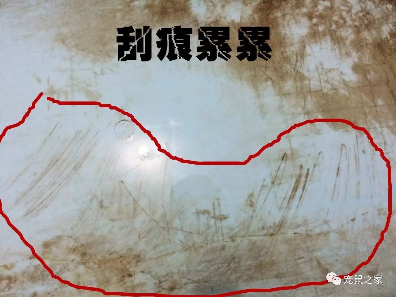 荷兰猪尿垢怎么清洗,荷兰猪尿渍怎么处理