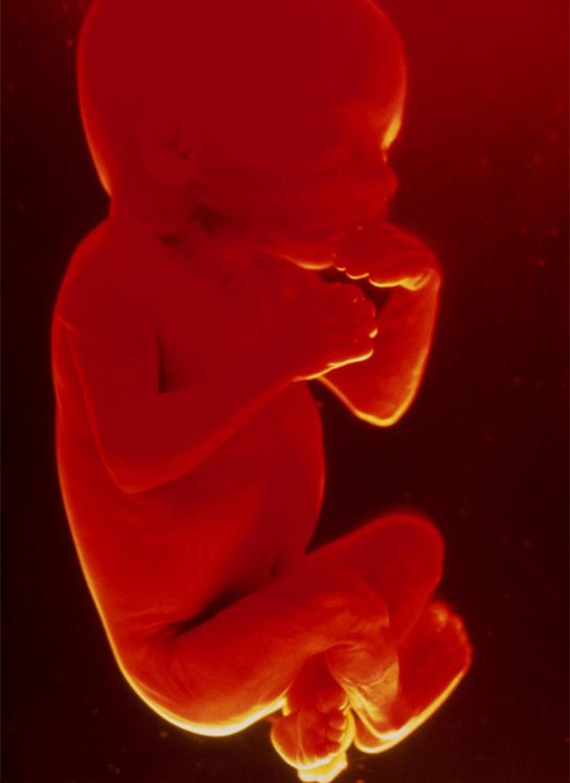 孕妇必知的胎儿每月发育日程,孕期1月到10月胎儿发育全过程