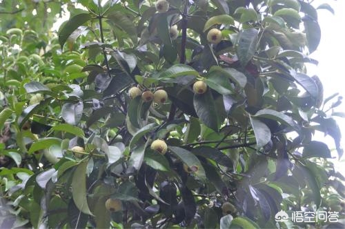 山竹为什么很贵科普,山竹为什么那么贵有什么神奇功效