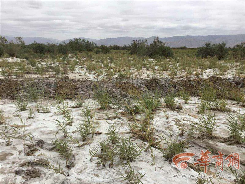 纯野生黑枸杞怎么辨别,市场上假的黑枸杞