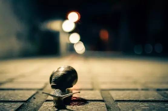 论一只兔子的自我修养,关于乌龟哲学的感悟