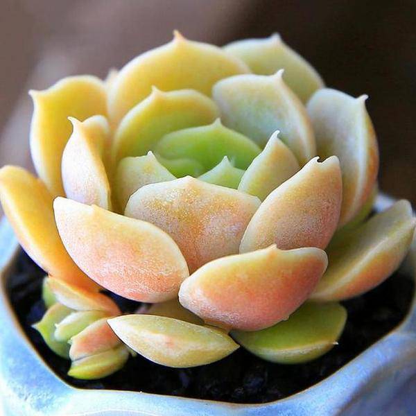 王者荣耀英雄pk古代英雄,王者荣耀遇到多肉阵容怎么办