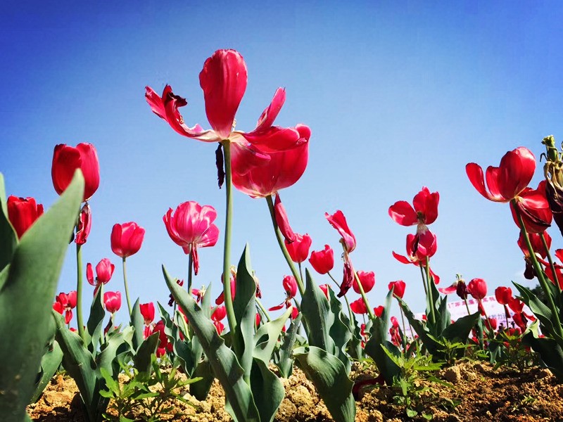 青田旅游路线推荐,青田周末自驾游