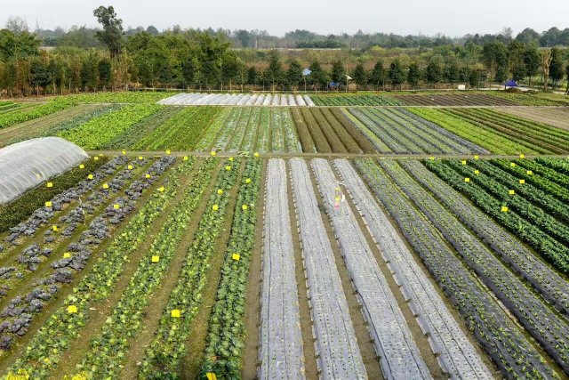 白云村多利农庄,郫都区红光街道白云村