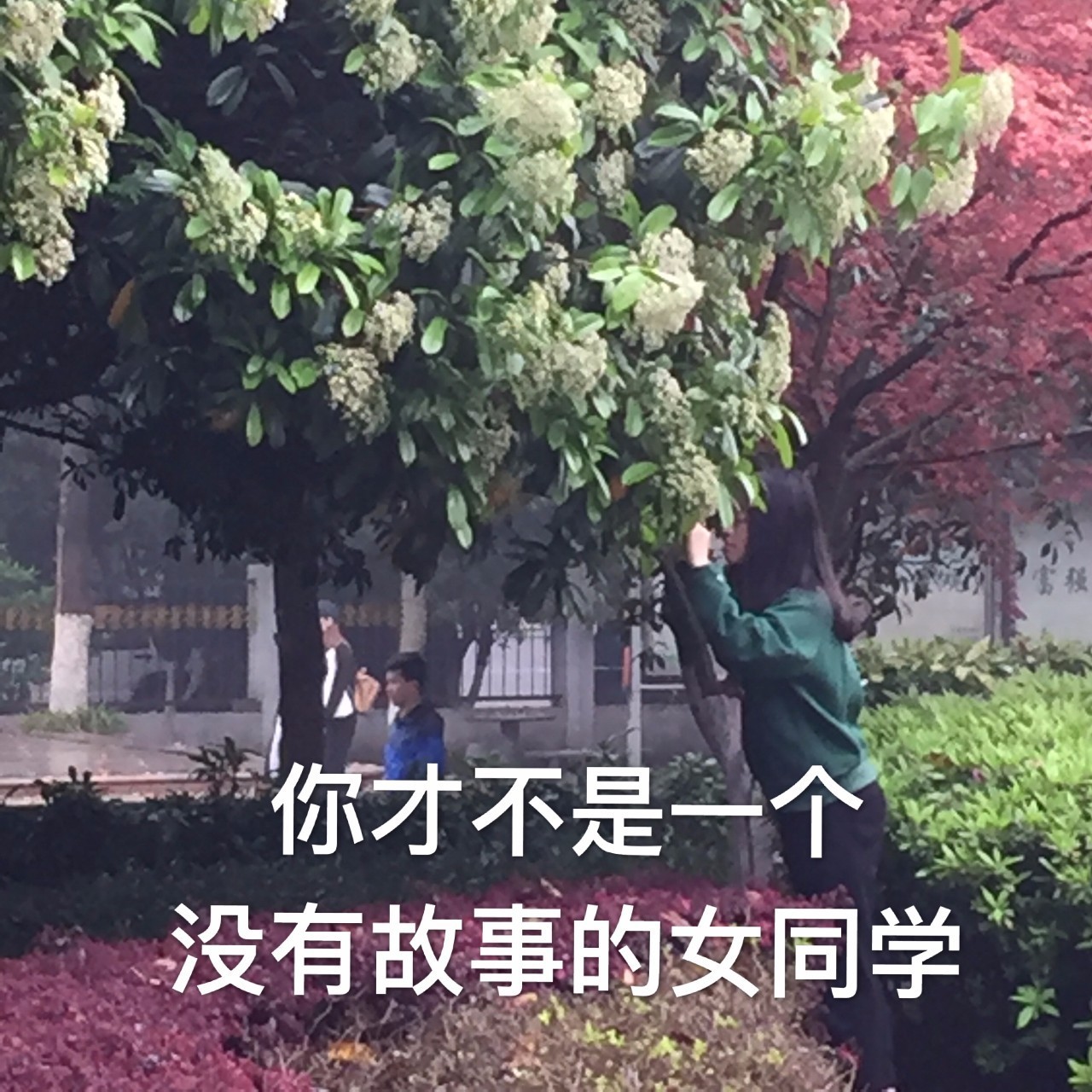 校园开启.avi模式，全因那石楠花开