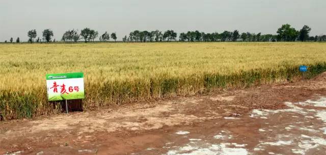 青岛农大近期新闻,青岛农大好吗