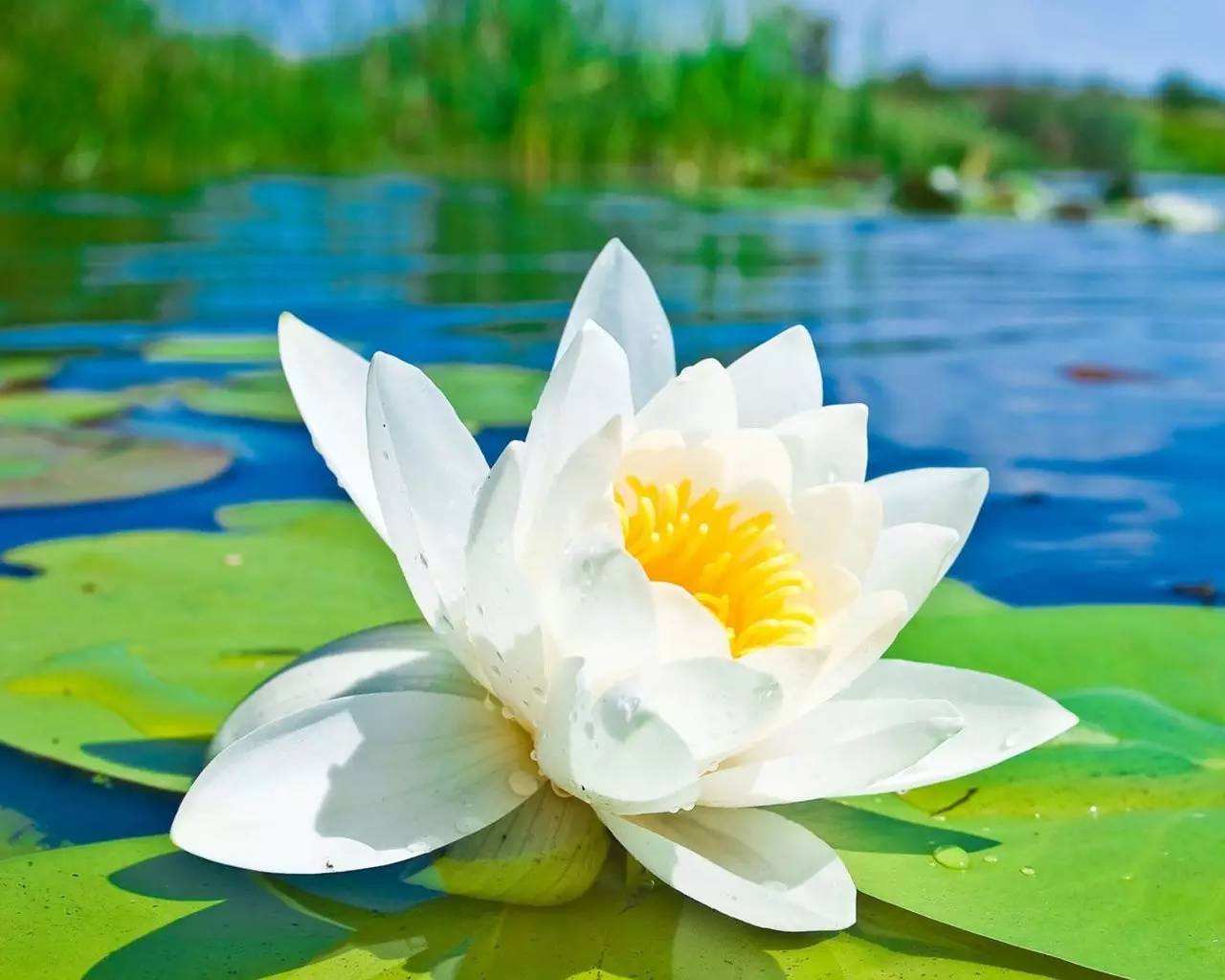 诗词创作回文诗,李煜回文诗鉴赏