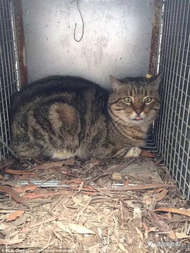 “呆萌猫”连袋鼠都吃，统治300公里｜喵族的真相