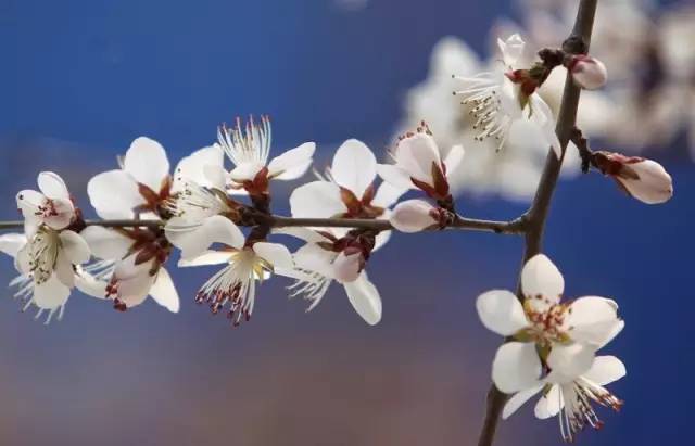 桃花季｜今天的沈阳，桃花开了，春风十里，挑一天走起……