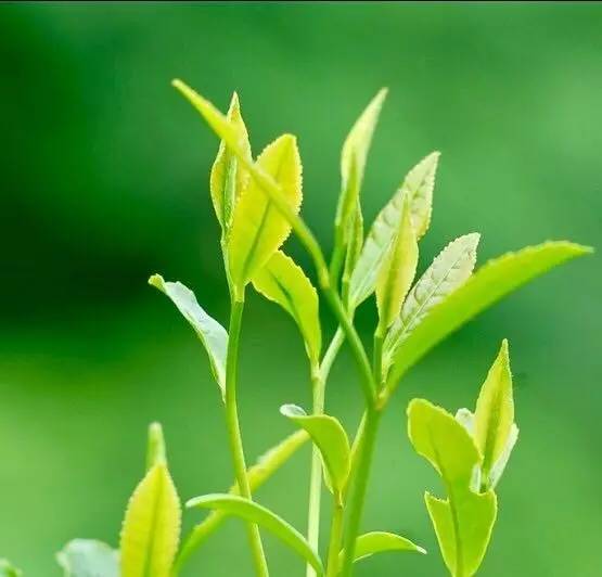 有关崂山的知识,崂山茶园知识