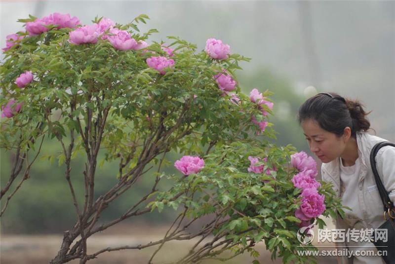 阿姑泉牡丹苑一日游攻略,阿姑泉牡丹苑要门票吗