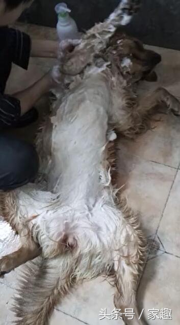 男子给狗狗洗澡吹毛,男子给宠物洗澡
