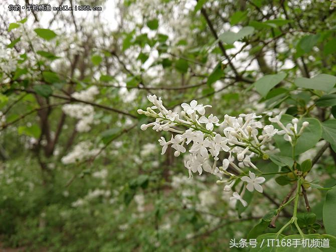 索尼手机xperia5iii测评,索尼xperiaxzs录视频