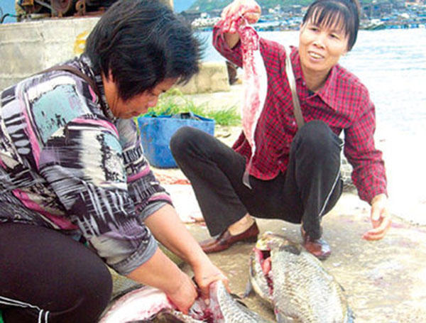 鱼肚子里的白泡,鱼肚子里的黑膜用去掉吗