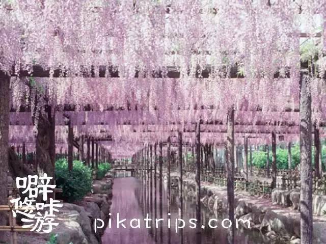 看日本樱花攻略,日本赏樱花最美的地方