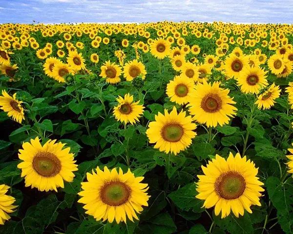 你知道花语和名字吗,大家知道花语都是哪些吗