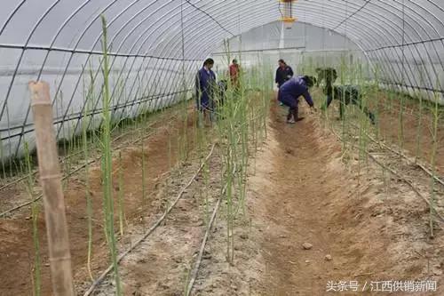 芦笋产业脱贫,芦笋脱贫产业