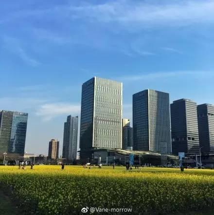 大美泰达满地灿烂！花期易逝，千金不换，还不快来！