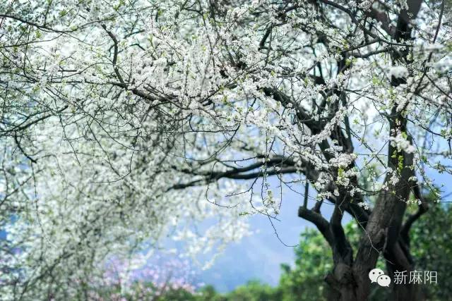 春天第一花麻阳,故乡最先盛开的是什么花