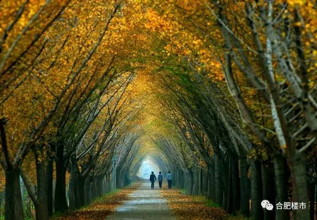 市树将被替换？！合肥现首个“公园体”商业，周末度假有去处了