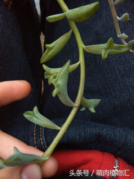 海豚嘴多肉,海豚风铃多肉