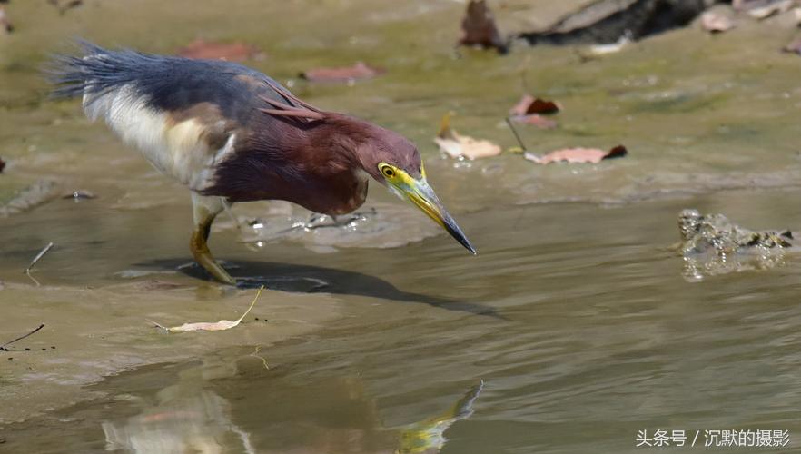 姹犻弓鎹曟崏,姹犻弓鎶撻奔寰堝帀瀹冲悧