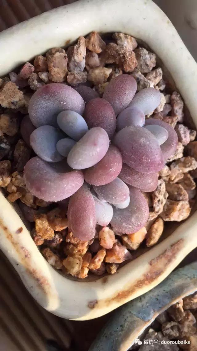 多肉为什么比较坑,多肉基础知识详解