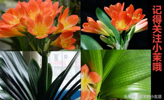 新乡的你要知道，养这些花对身心好，最后一个能吃