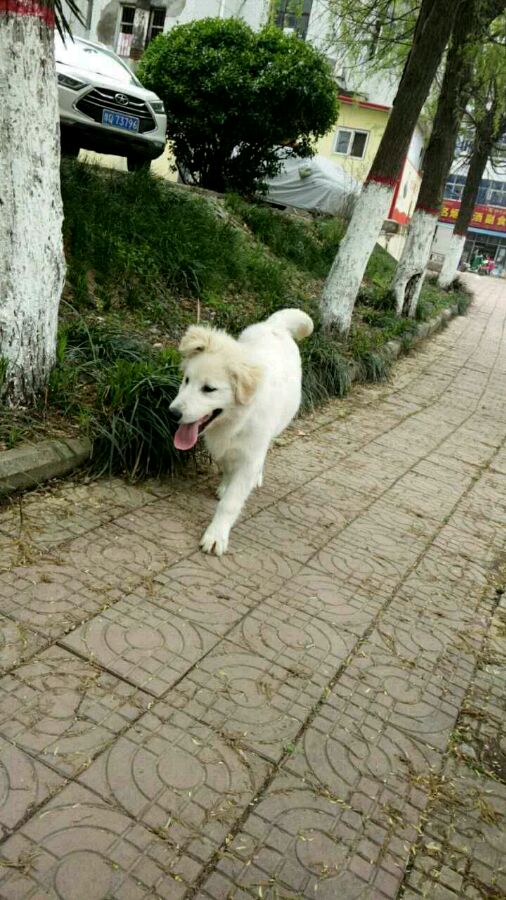 养的金毛越来越瘦,养的金毛七岁了