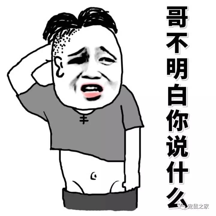 鸡不撒尿为什么喝水没事,天竺鼠几乎不喝水